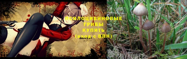ПСИЛОЦИБИНОВЫЕ ГРИБЫ Аркадак